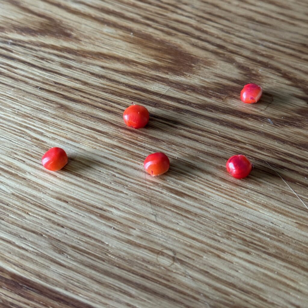 Fünf rote Beeren einer Anthurium Gracile