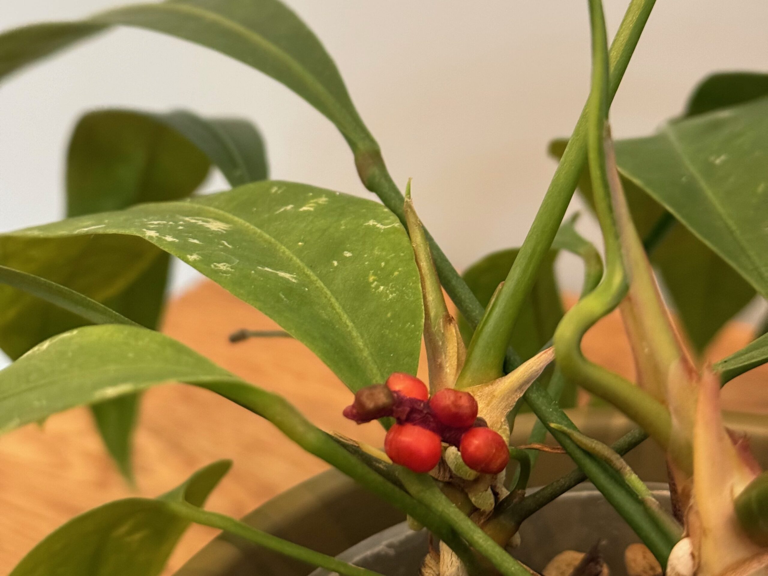 Blüte einer Anthurium Gracile mit Beeren