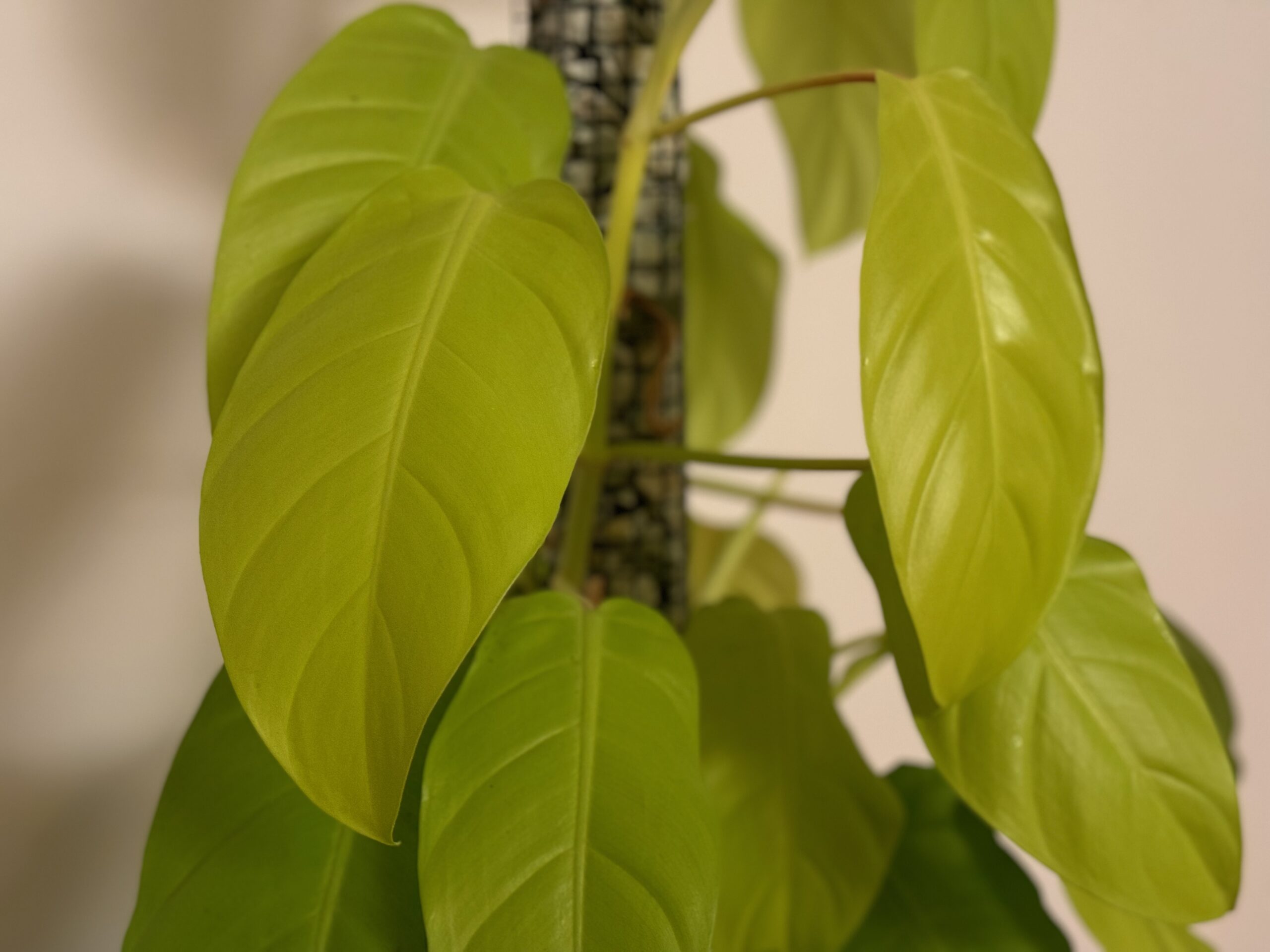 Overview of the Philodendron Malay Gold