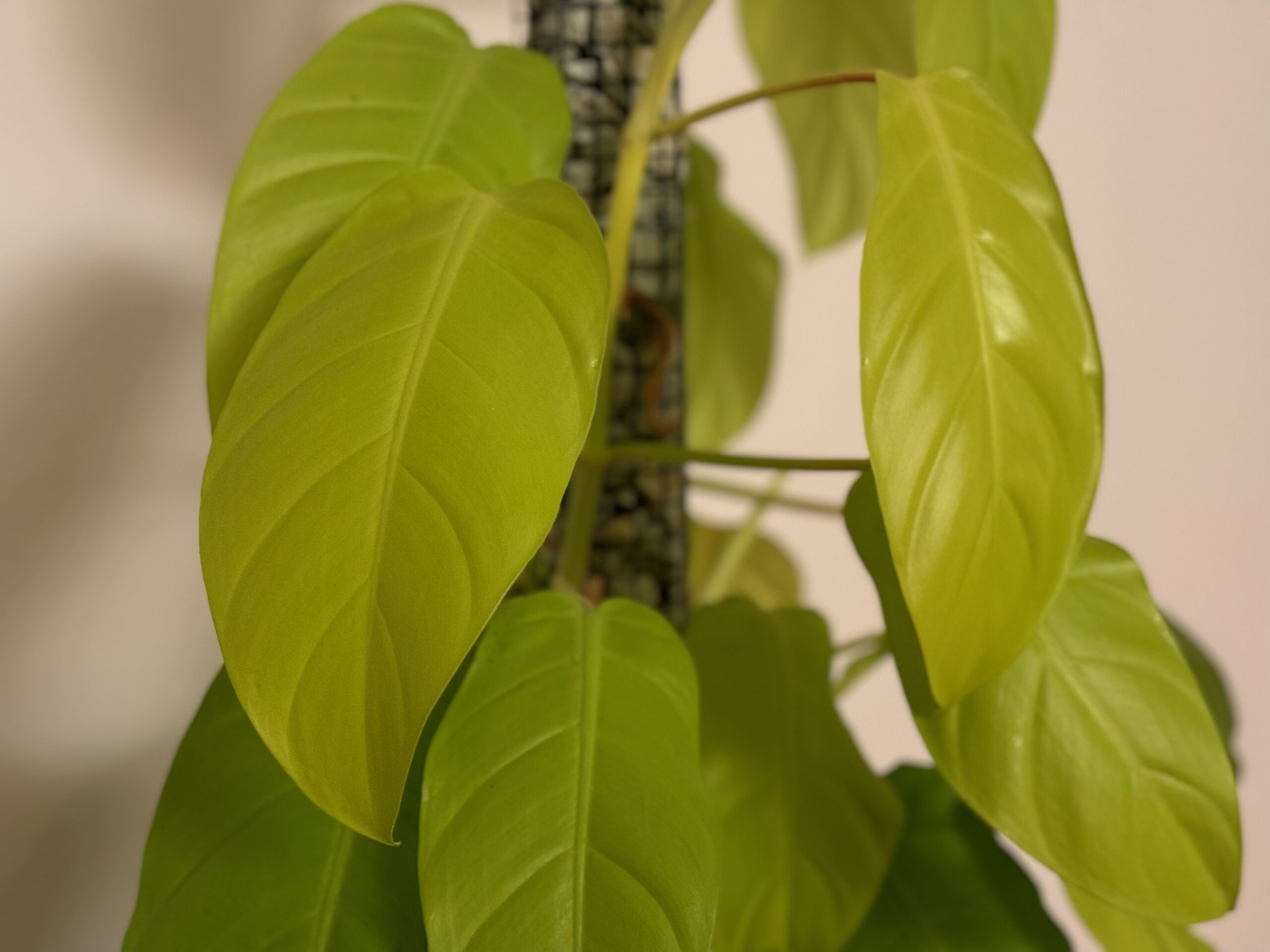 Philodendron Malay Gold im Überblick